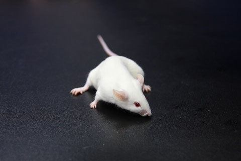 Drøm Tolkning: Hva en hvit mus drømmer om