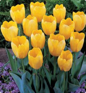 Betydningen av gule tulipaner og til hvem de er gitt