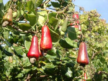 Hvordan vokse cashewnøtter. Hvor å vokse cashewnøtter