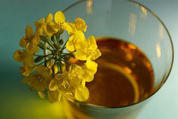 Rapeseed olje: fordel og skade, anvendelsesområde