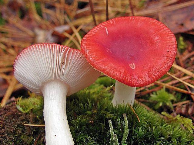 hvor mye å lage russula