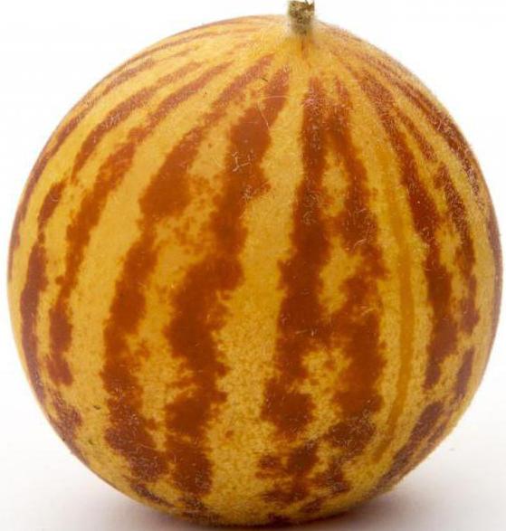 melon for vekttap