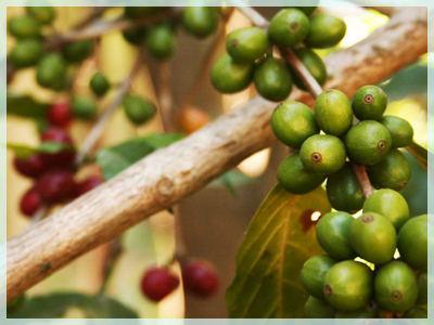 Green Coffee Green Life: anmeldelser, spesifikasjoner, dosering av vekttap produkter