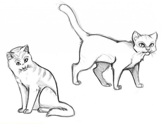 Hvordan tegne katte-krigere - en trinnvis beskrivelse
