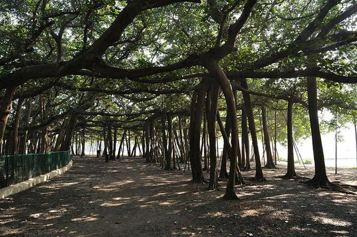 Banyan: Tree-lund og symbol på India