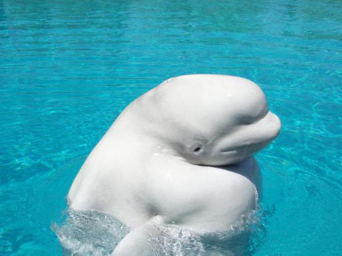 beluga arktiske delfin 