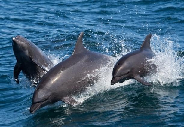 Black Sea Bottlenose Dolphin Red Book