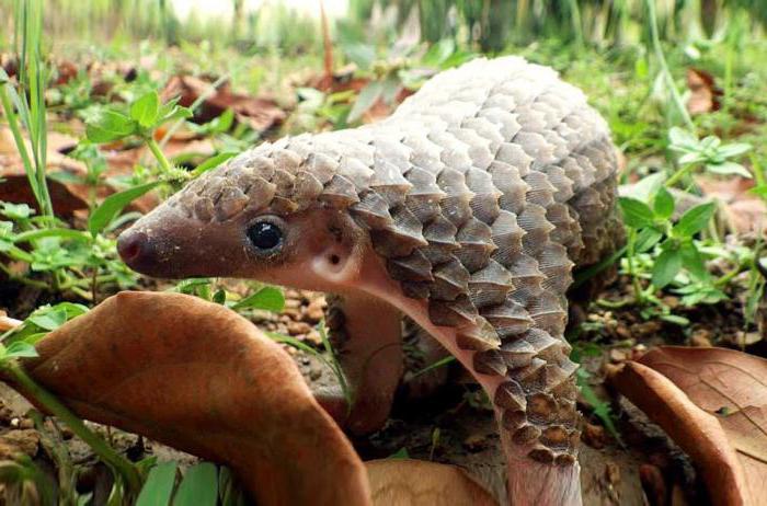 Hva slags dyr er pangolin?