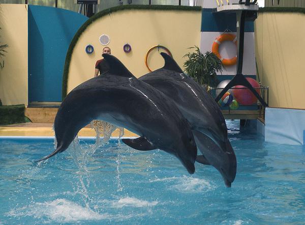 Dolphin Tale Rostov on Don 