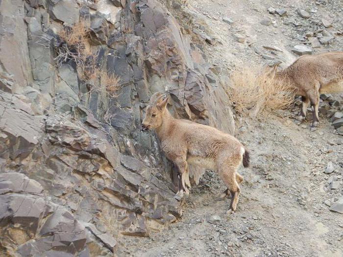 Wild geiter: arter, beskrivelse, distribusjon, ernæring