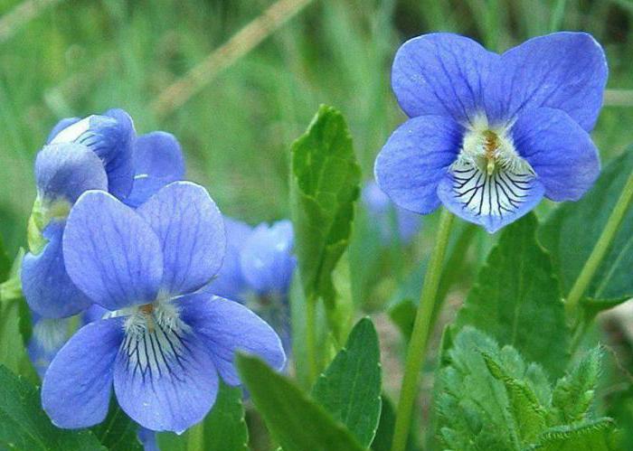 violette hundefoto planter