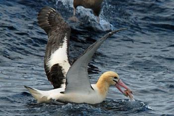 kort-tailed albatross