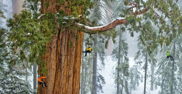  skoger av gigantiske sequoia