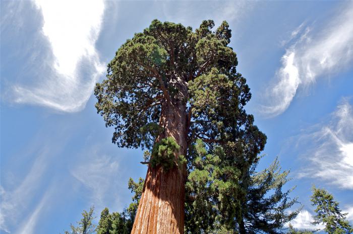 hvor en gigantisk sequoia vokser 