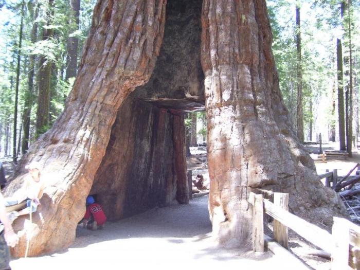 gigantiske sequoia bilder