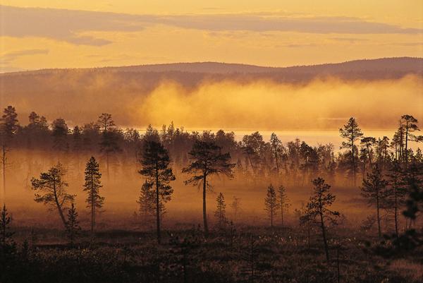 Pasvik Naturreservat