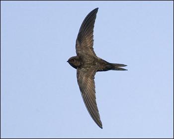 Swifts bilder 