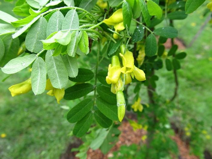 Caragana Tree Pendula