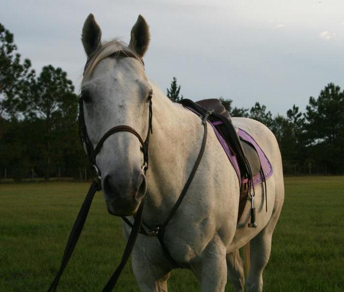 Hest nasjonalpark Rus