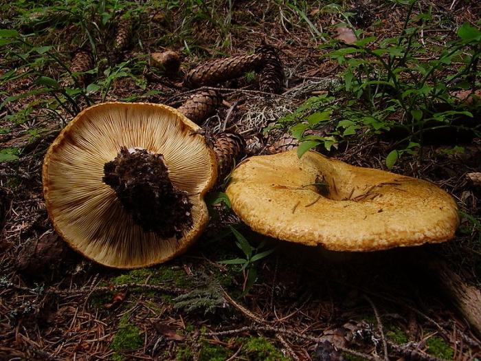 Lactarius scrobiculatus, eller gul sopp sopp