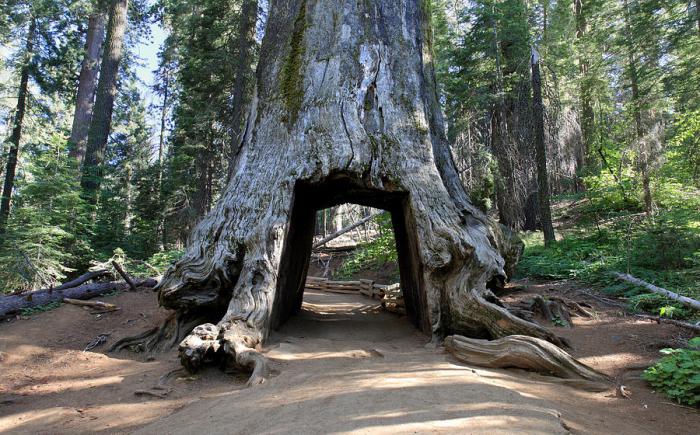 Den høyeste høyden på sequoia er eviggrønn. Træret er en gigant