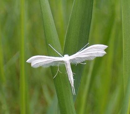 Butterfly - økonomisk betydning og skade