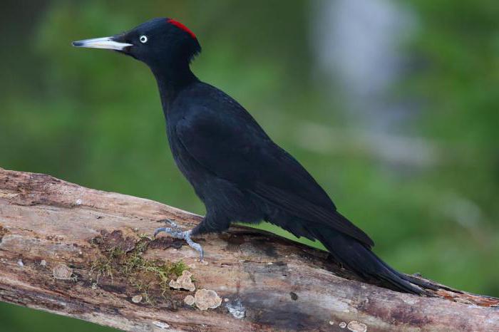 stat naturreservat olekminskiy