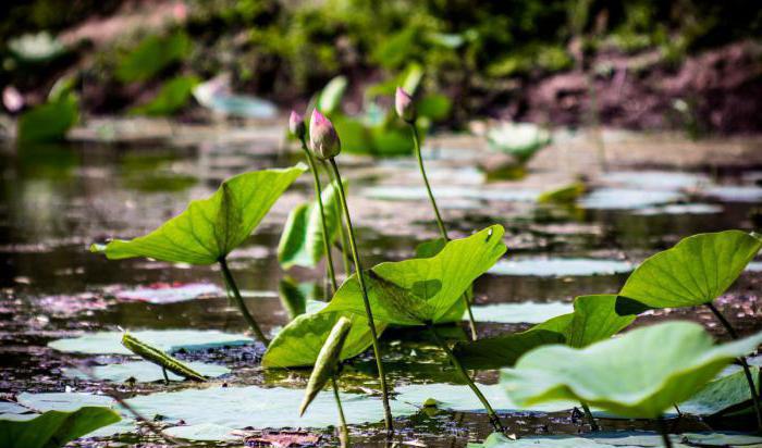 Lotus Lake i Volgograd Region: beskrivelse, natur, utflukter