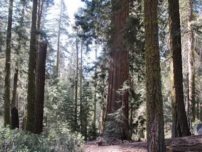 Sequoia tree