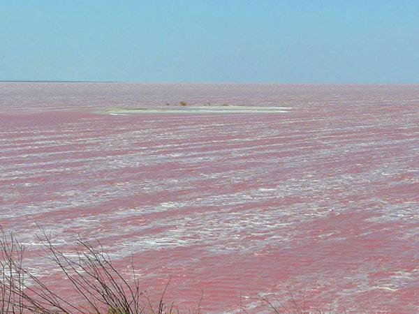 salt rosa innsjø på Krim 