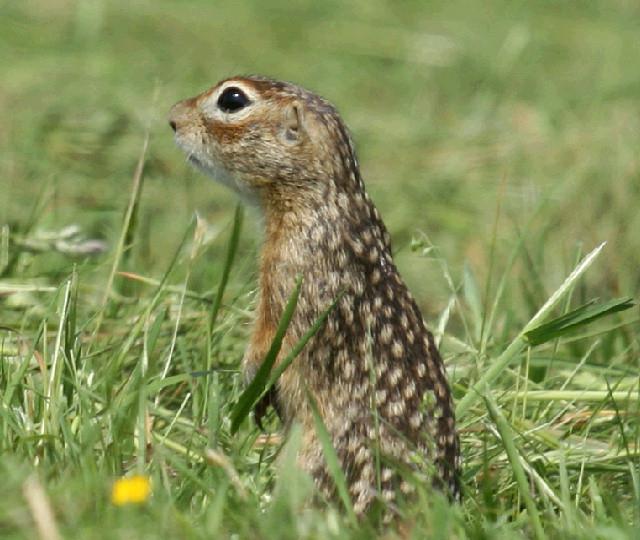 bakken gopher