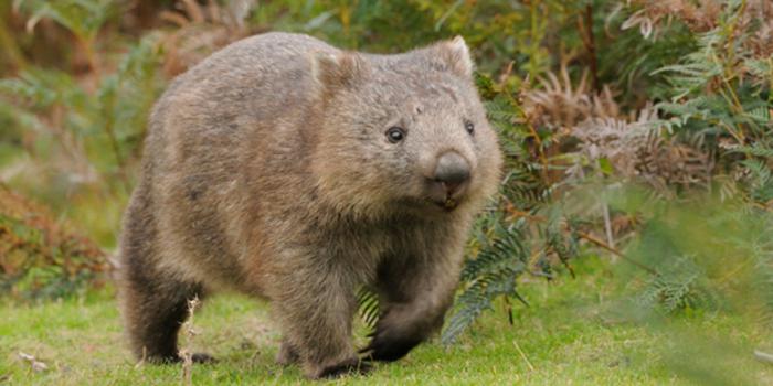 wombat dyr