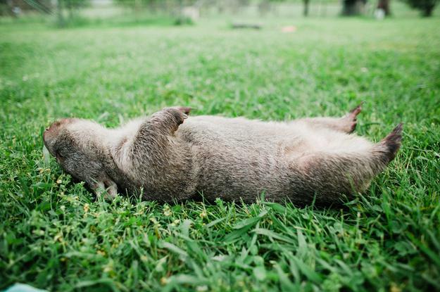 wombat dyr australia