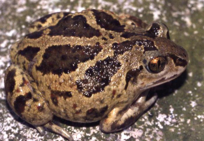 Blant dyrene i Perm-regionen kan du møte rovdyr