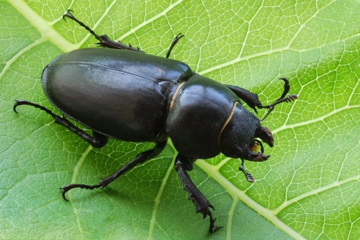 Beetle black: en budbringer sendt av naturen