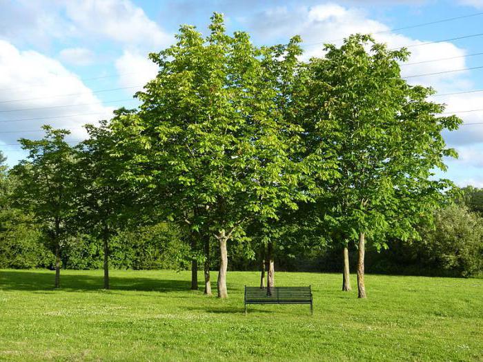 Hva er taksonomi i biologi? Biologi: Systematikk av planter