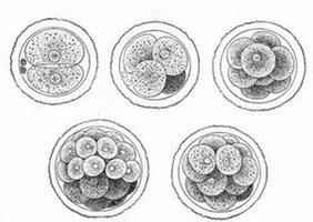 utvikling av zygote