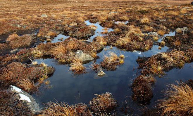 torvmos kalles sphagnum