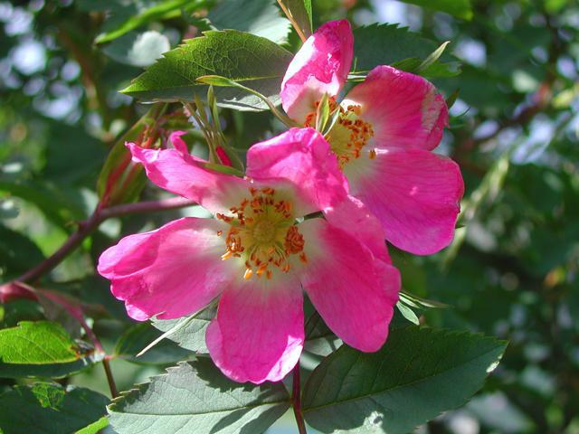 rosa blomst formel