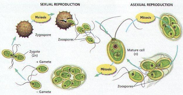 Chlamydomonas