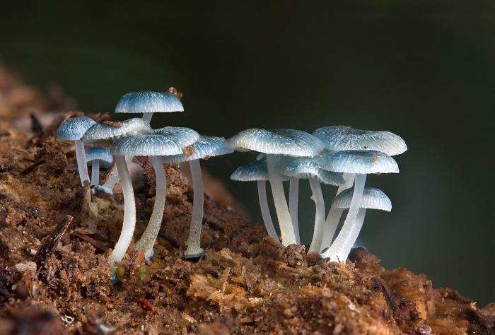 Interessant biologi. Hvorfor er sopp og bakterier kalt destroyers?