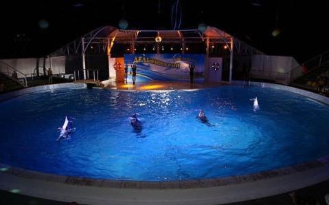 Dolphinarium i Koktebel - et interessant sted