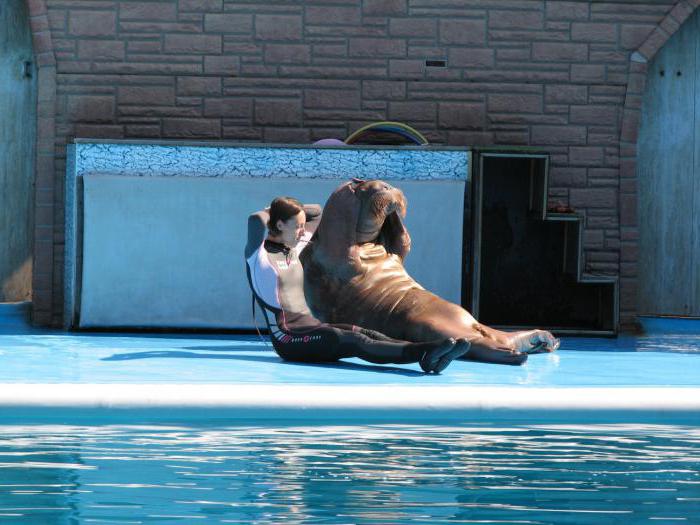 Hvilket Sochi Dolphinarium er det beste?