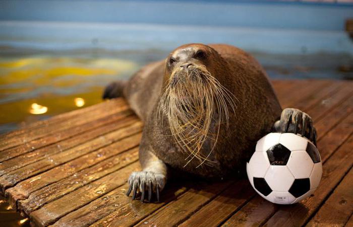 Hvorfor skal alle besøke Oceanarium (Murmansk)