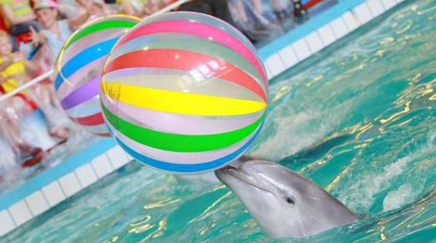 Å besøke Yaroslavl Dolphinarium er en eksplosjon av glede og positive følelser!