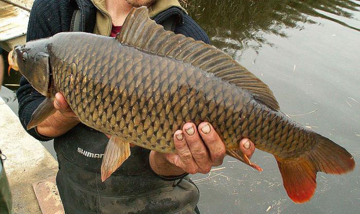 Fanger karpe på våren på materen. Fanger karpe til boilies på våren