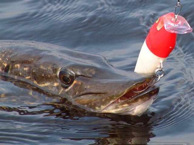 Fiske etter pikes på krus er spennende og spennende