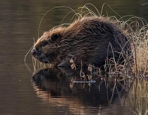 bever jet applikasjon