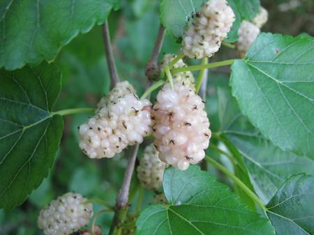 Hvor nyttig er mulberry for helse?