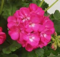 Home geranium: medisinske egenskaper